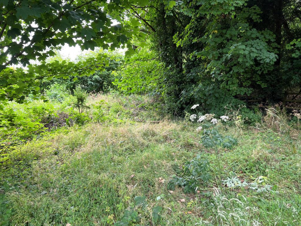 Lot: 48 - FREEHOLD PARCEL OF WOODLAND -